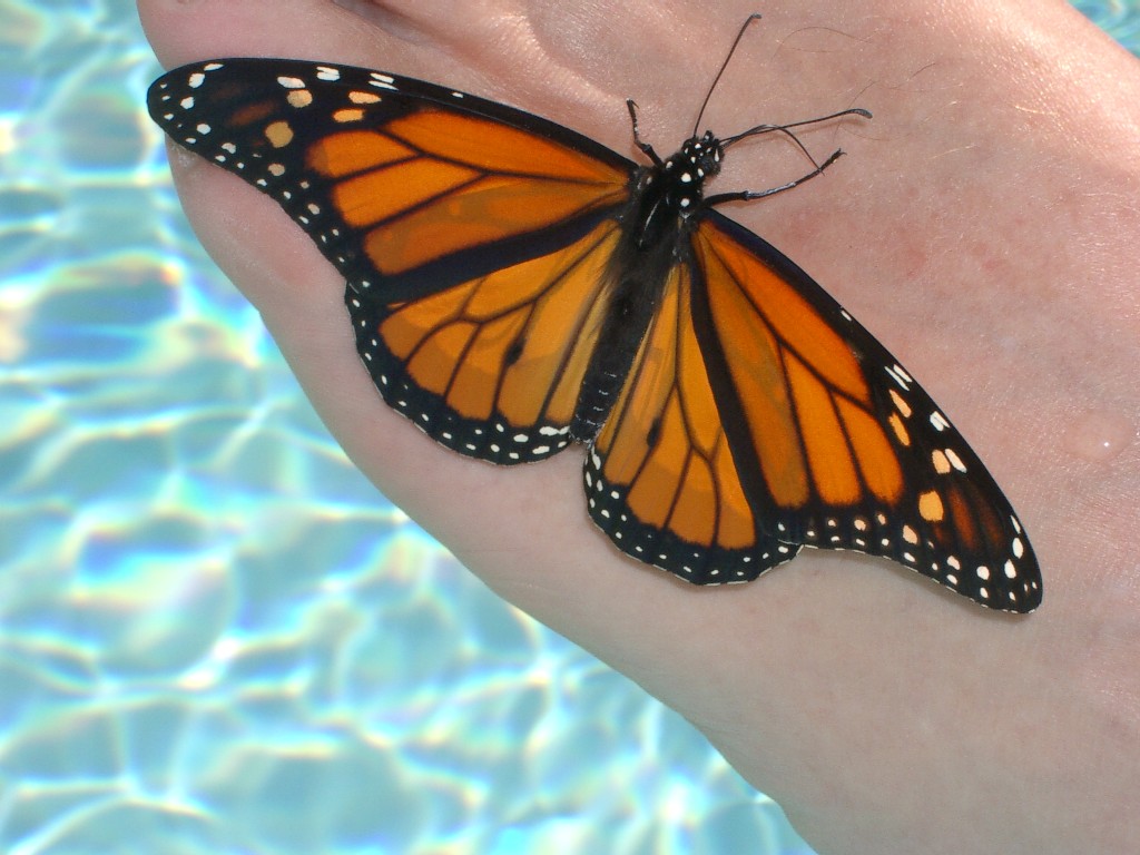 [Monarch+Butterfly+1+(50%).jpg]
